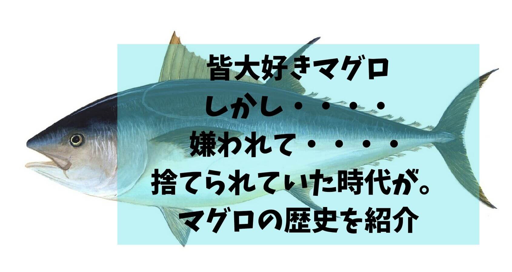 マグロ歴史｜板前の一生