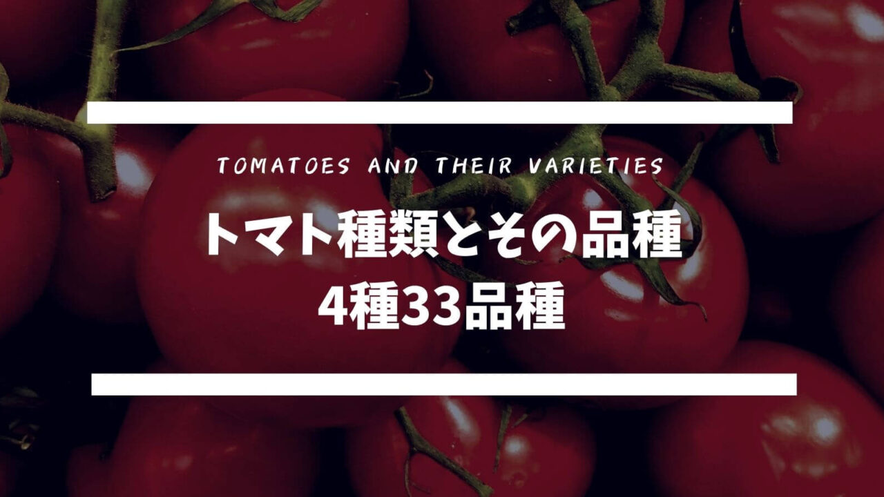 トマト種類