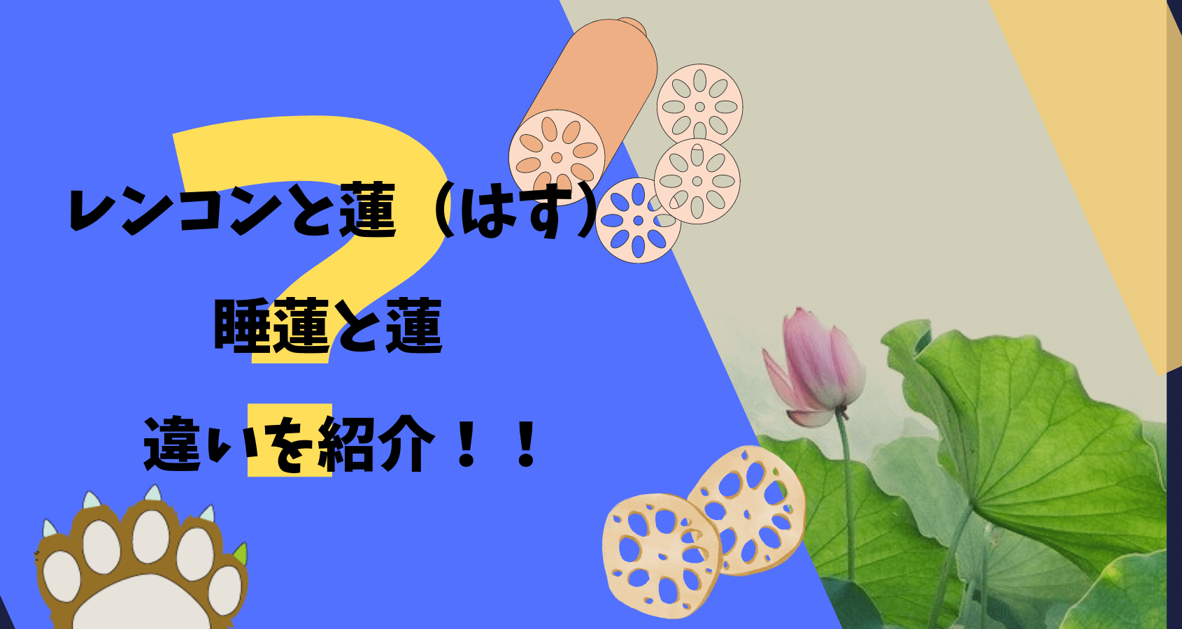 蓮根と蓮の違い｜板前の一生